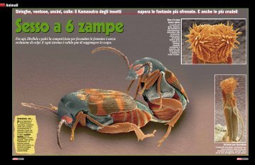 Siringhe, ventose, uncini, colle: il Kamasutra degli insetti ... - Focus