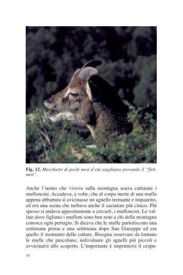 Parte seconda [file.pdf - 11.4 Mb] - SardegnaAmbiente