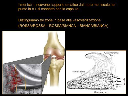 Inquadramento anatomo-funzionale del ginocchio