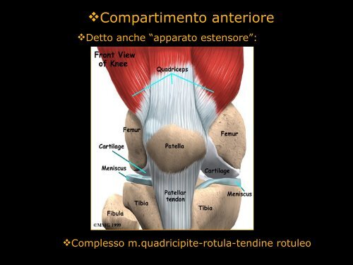 Inquadramento anatomo-funzionale del ginocchio