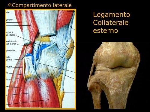 Inquadramento anatomo-funzionale del ginocchio