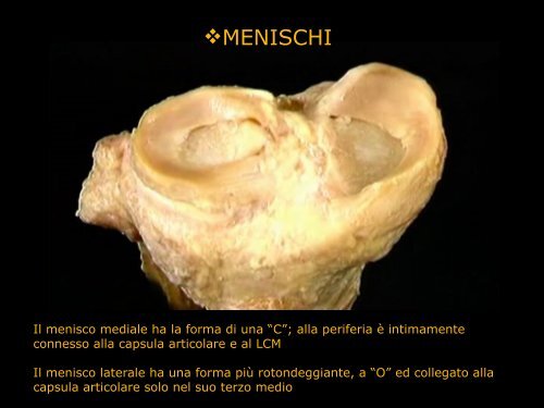 Inquadramento anatomo-funzionale del ginocchio