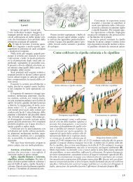 Come coltivare la cipolla colorata e le cipolline - Vita in Campagna