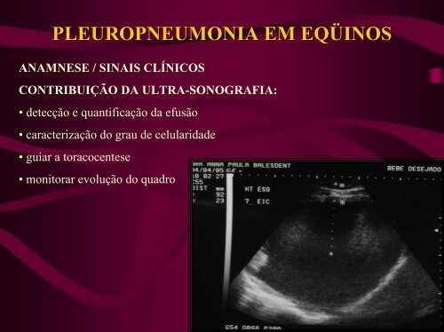 imagens ultra-sonográficas de pleuropneumonia em eqüinos