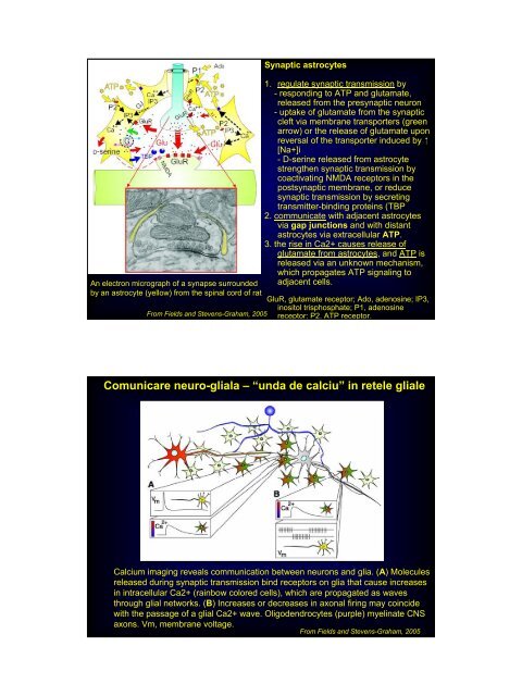 Cerebral blood flow & metabolism