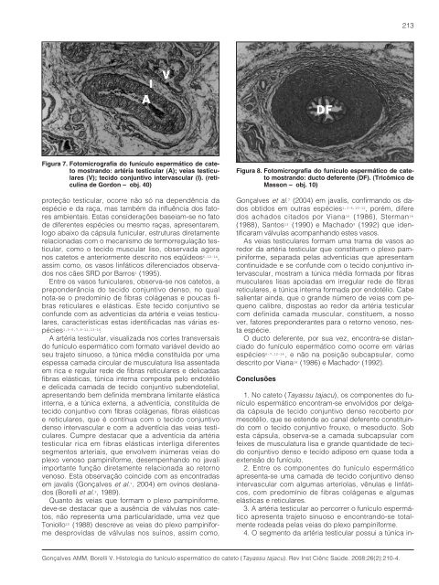 Histologia do funículo espermático do cateto (Tayassu tajacu ... - Unip