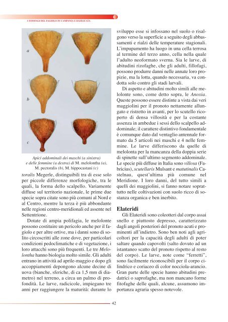 FITOFAGI DEL FAGIOLO - Regione Campania