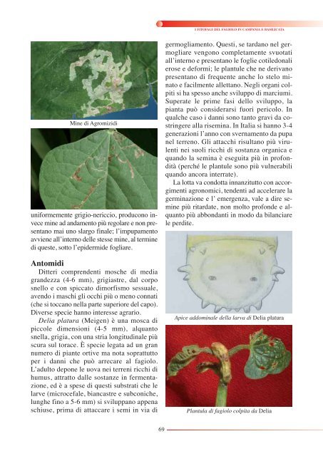 FITOFAGI DEL FAGIOLO - Regione Campania