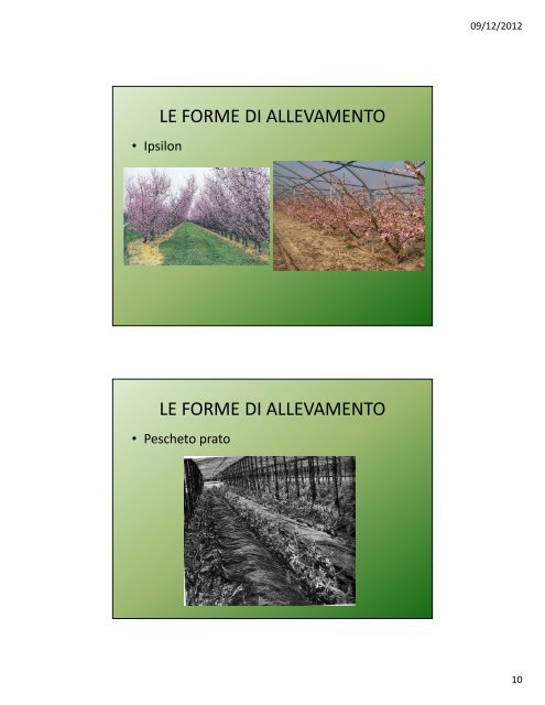 Lezione IV: Il pesco e l'albicocco - Agronomoeforestale.it