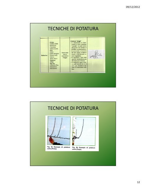 Lezione IV: Il pesco e l'albicocco - Agronomoeforestale.it