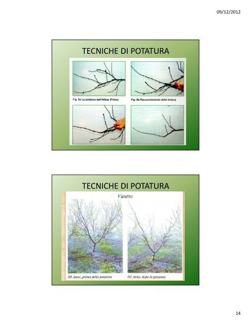 Lezione IV: Il pesco e l'albicocco - Agronomoeforestale.it