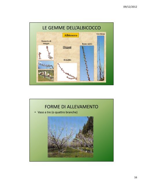 Lezione IV: Il pesco e l'albicocco - Agronomoeforestale.it