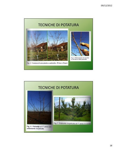 Lezione IV: Il pesco e l'albicocco - Agronomoeforestale.it