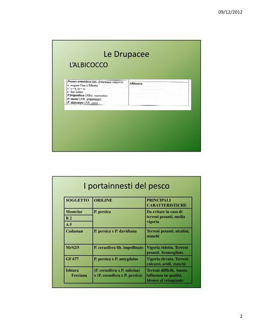 Lezione IV: Il pesco e l'albicocco - Agronomoeforestale.it