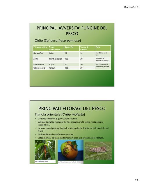 Lezione IV: Il pesco e l'albicocco - Agronomoeforestale.it