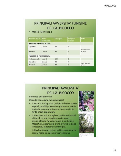 Lezione IV: Il pesco e l'albicocco - Agronomoeforestale.it