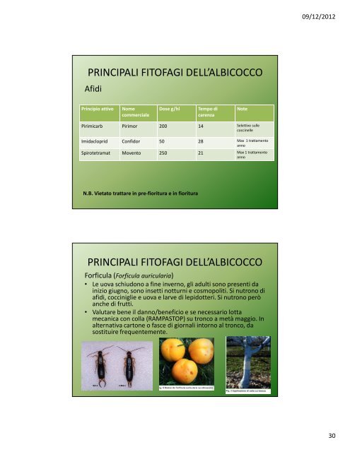 Lezione IV: Il pesco e l'albicocco - Agronomoeforestale.it