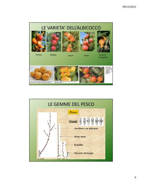 Lezione IV: Il pesco e l'albicocco - Agronomoeforestale.it