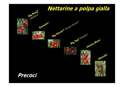 Aggiornamento 2009 Liste Varietali pesco e nettarine con - InfoKeeper