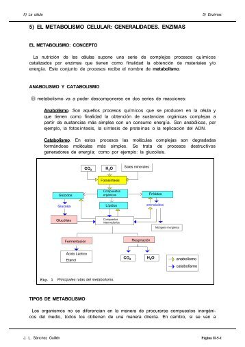 5) el metabolismo celular: generalidades. enzimas - IES Pando