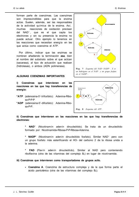 Vitaminas que intervienen en el metabolismo