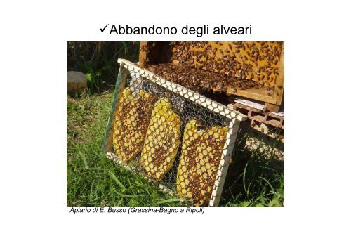 Varroa: sempre più difficile difendersi!? - Sardegna Agricoltura