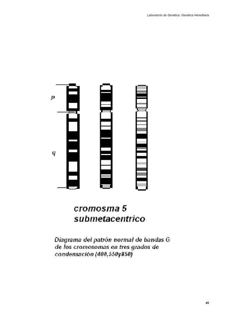 laboratorio de genética: genética hereditaria - Mediante este portal ...