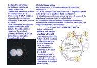 Dispensa 4 - Facoltà di Medicina e Chirurgia