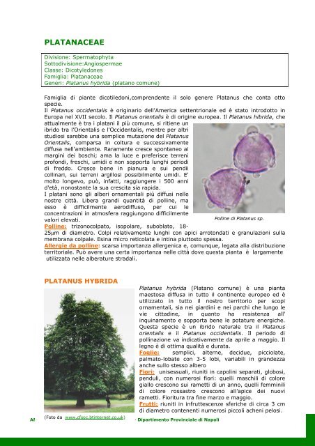 PLATANACEAE Platanus hybrida (platano)