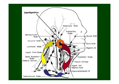 Tumori maligni della sfera ORL - Facoltà di Medicina e Chirurgia