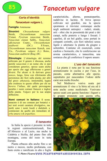 Tanacetum vulgare - Piante spontanee in cucina