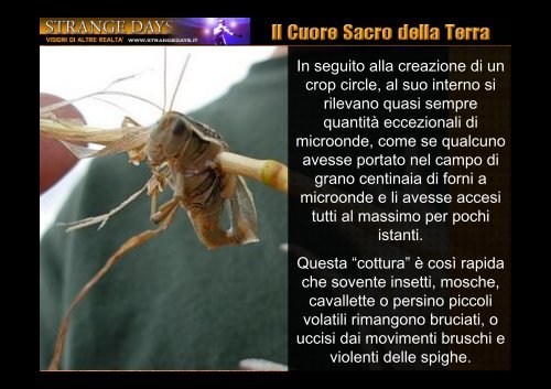 crop circles 2009: il cuore sacro della terra - strange days news