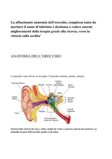 ANATOMIA DELL'ORECCHIO