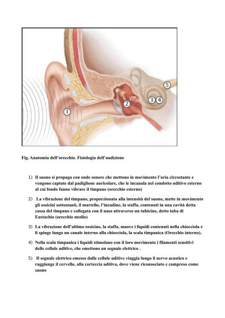 ANATOMIA DELL'ORECCHIO