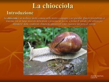 La chiocciola - Soglianamaldi.org