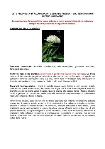 usi e proprieta' di alcune piante ed erbe - Fotoricerca