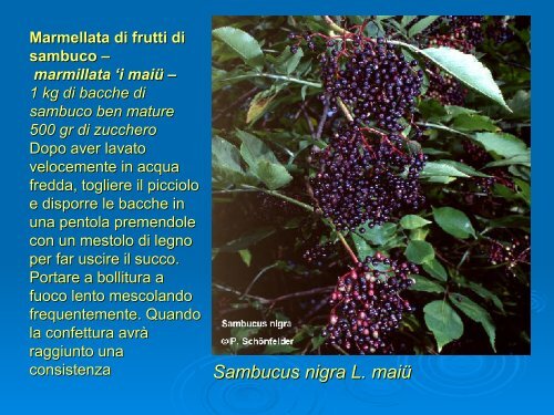 Flora officinale di uso tradizionale Simonetta Fascetti - Woden