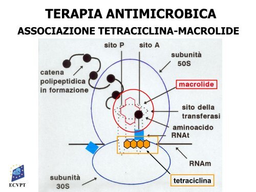 terapia antimicrobica - Ordinevetverona.it