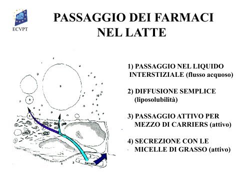 terapia antimicrobica - Ordinevetverona.it