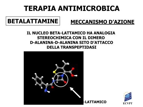 terapia antimicrobica - Ordinevetverona.it