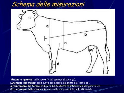 le carni bovine - Azienda Agricola Maludrottu