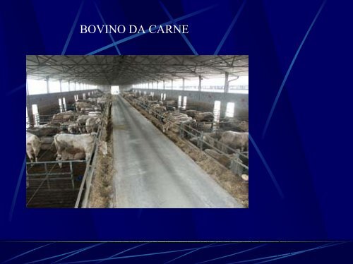 le carni bovine - Azienda Agricola Maludrottu