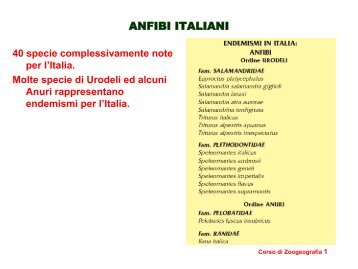 Anfibi Italiani (PDF) - Guardie-ecologiche-volontarie.it