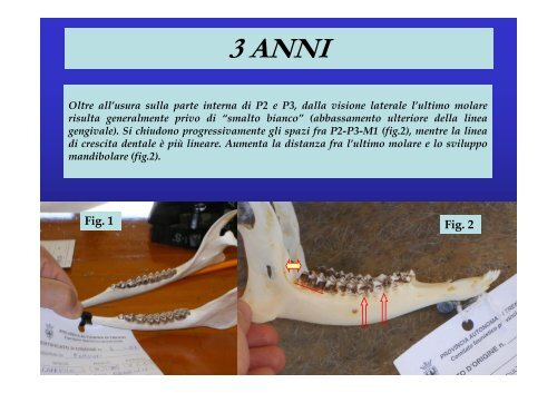 VALUTAZIONE DELL'ETÀ NEGLI UNGULATI ALPINI A ... - Digistyle.it