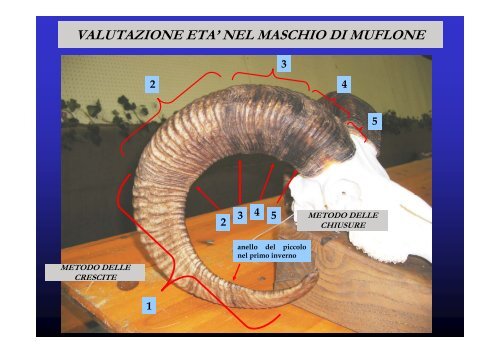 VALUTAZIONE DELL'ETÀ NEGLI UNGULATI ALPINI A ... - Digistyle.it