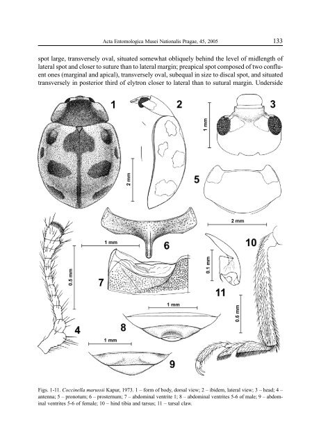 Revision of the Palaearctic species of the Coccinella ...