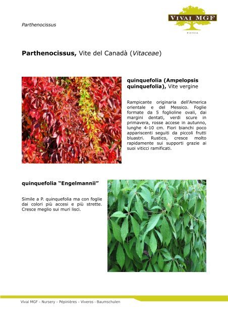 Parthenocissus - Vite del Canada - Vivai MGF