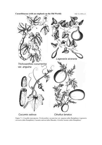 Cucurbitaceae (with an emphasis on the Old World)