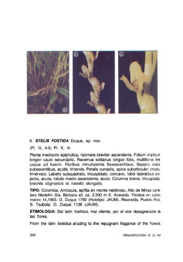 Orquideología 20(3): 342–343, pl. 10, 4 - Epidendra