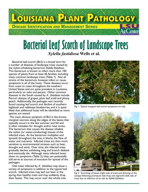 Bacterial Leaf Scorch of Landscape Trees - The LSU AgCenter